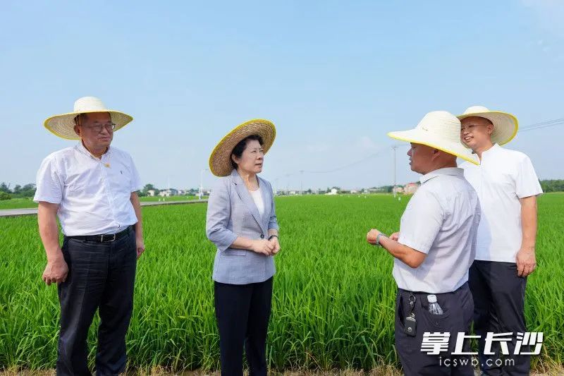 吴桂英调研粮食生产、防汛抗旱及乡村振兴工作